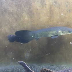 Fish Tank 