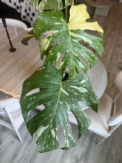 Variegated Monstera Thai Constellation