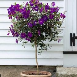 Tibouchina  Plants  In  7gal  Plantas  De Tibouchina  En 7gal 