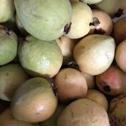 Guava
