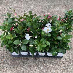 6 Dollar Mandeville Vine 