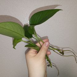 Rooted Golden Pothos 