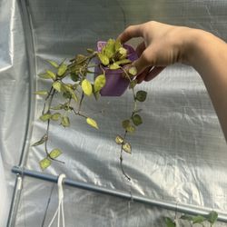 Hoya Krohniana Black 