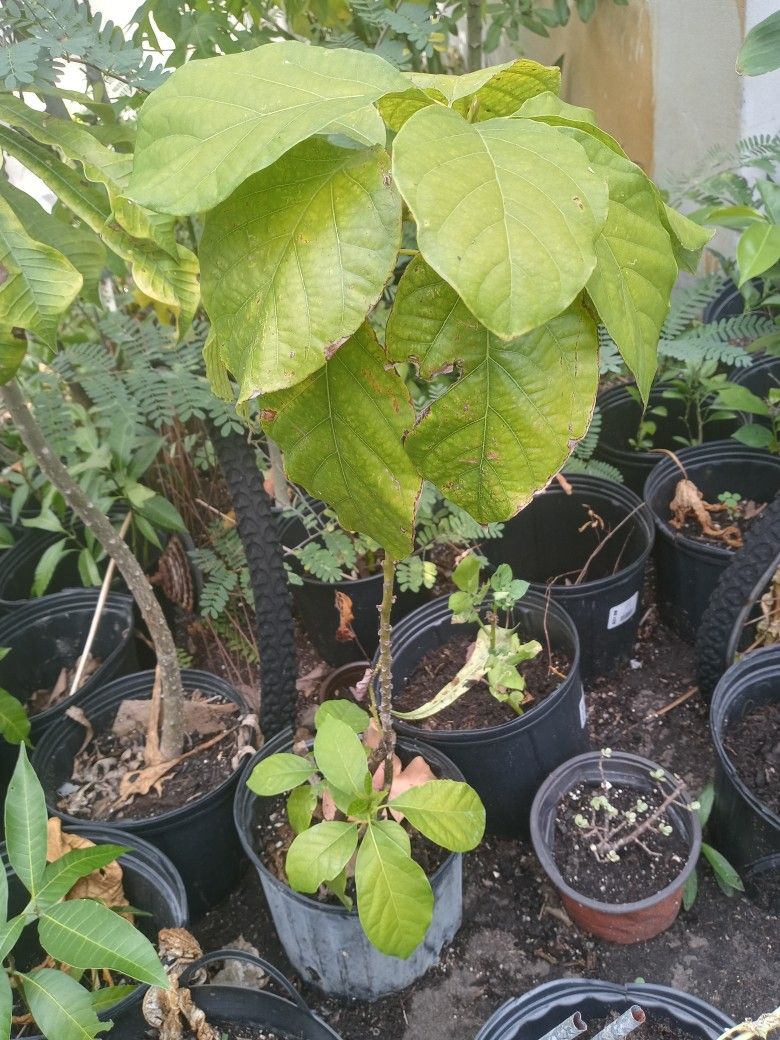 Avacado Plants