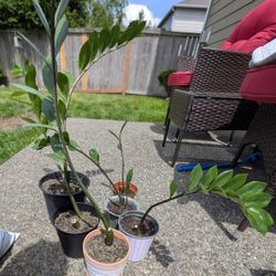 House Plant - ZZ Plant 