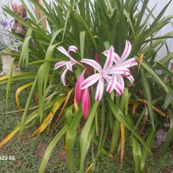 Variety Of Different Beautiful Plants  