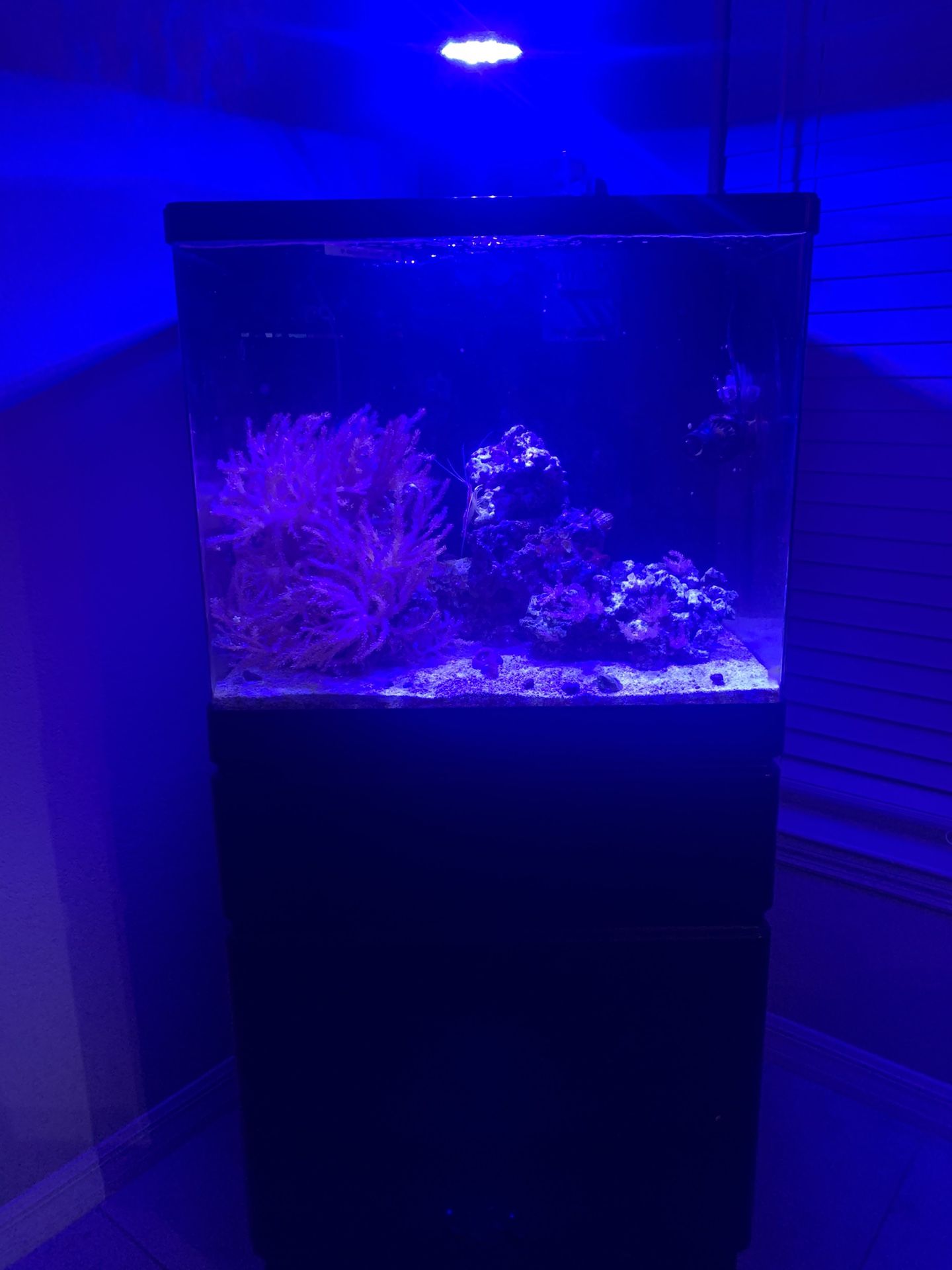 Red Sea Max 130D Aquarium
