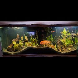 220 Gallon Aquarium