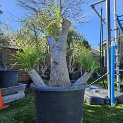 Old Ponytail Palm Bonsai Tree  ( OUTDOOR and INDOOR PLANT)