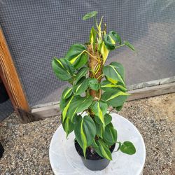 Philodendron Brasil Plant 6" Pot