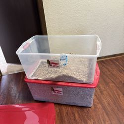 Gerbils