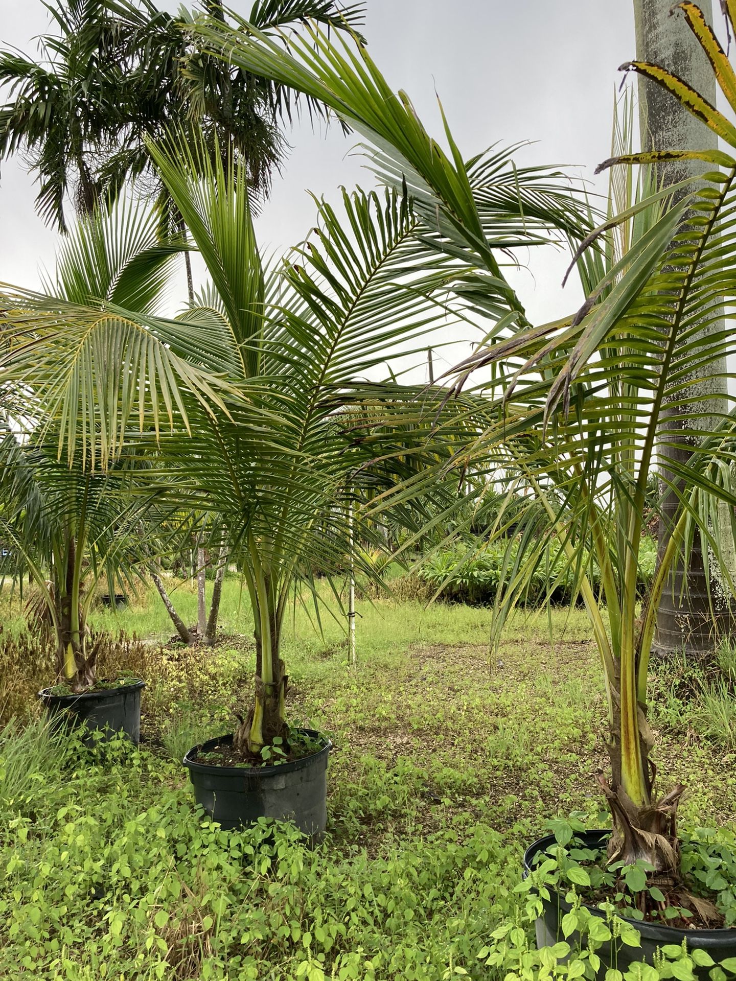 Coconut Palm Trees 🌴