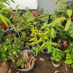 Plant And Fruit Trees   $5 TO 30 DIFRENT  PRICE