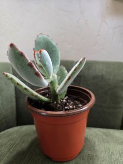 Panda Plant (Succulent)