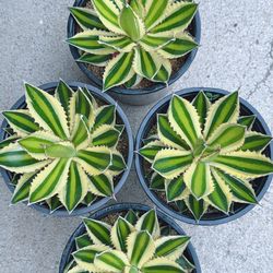 Beautiful Agave Laphantha Quadricolor 🪴 $8 each
