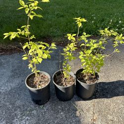 Lewis Mock Orange -PNW Native Plant