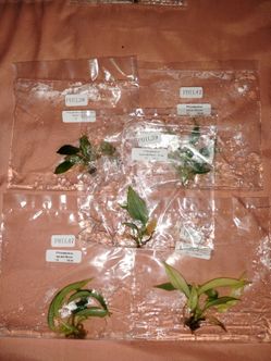Philodendron Tissue Culture Plants – Mixed Lot