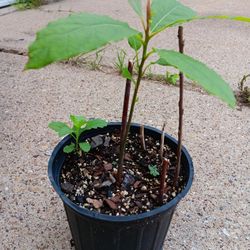 Planta de Aguacate y Epazote