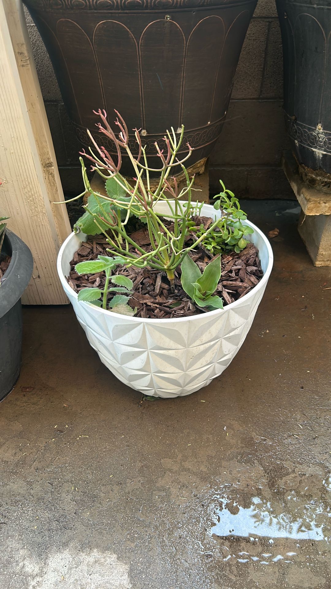Succulents