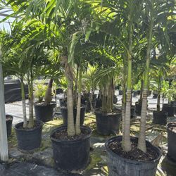 Palm Trees For Sale