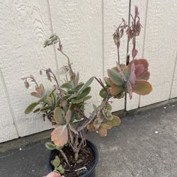 6in Pot Kalanchoe Scallop Lavender Succulent 