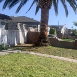 Palm Tree For 35k Or Best Offer