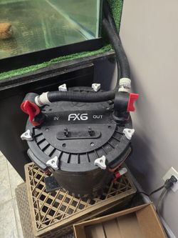 Turtle With Tank & Filter