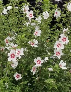White Rose of Sharon Hibiscus
