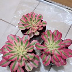 Pink Carnival Aeonium Korean Succulent 🪴 $10 each