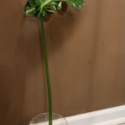Philodendron  Bob Cee Plant (pls Read Description )