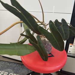 Philodendron Billietiae plant