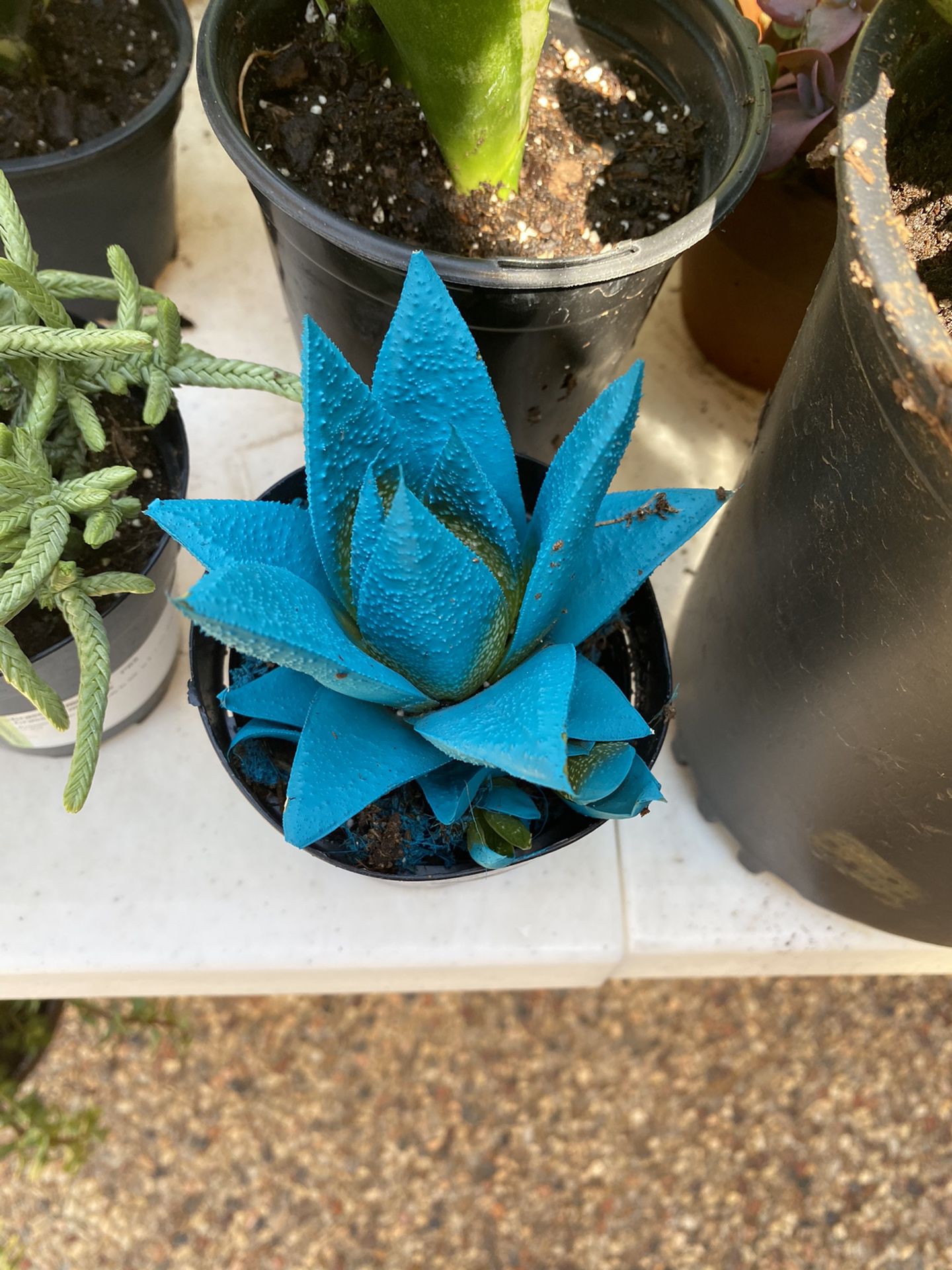 Strikingly blue succulent! Kosmik Kaktus