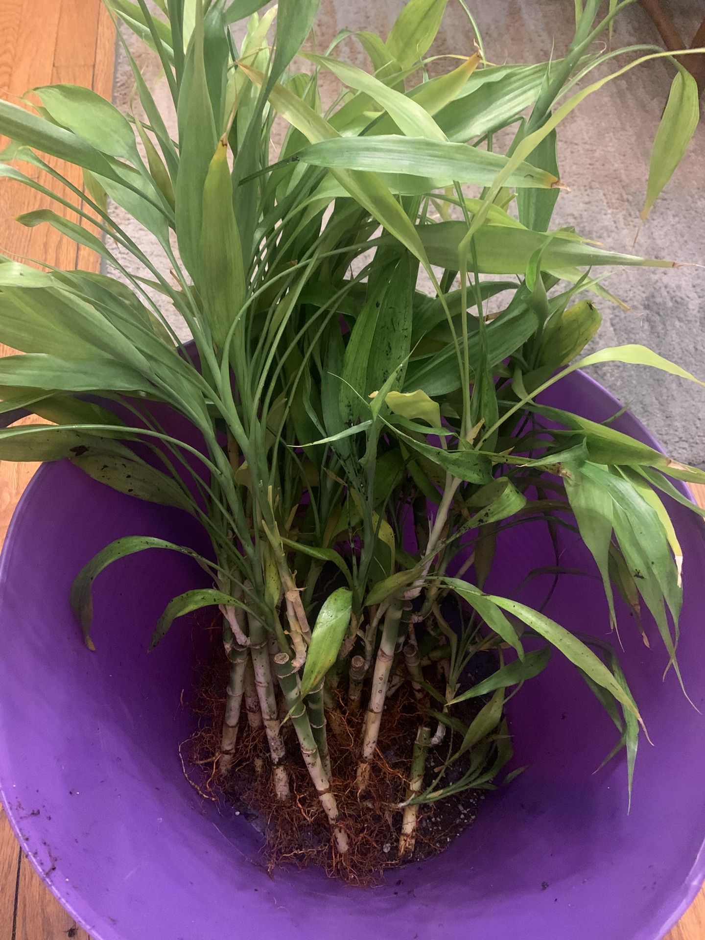 Lucky Bamboo Cuttings ( PENDING)