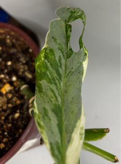 Variegated Monstera Adansonii Mint