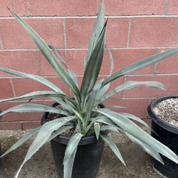 Tequila Blue Agave 