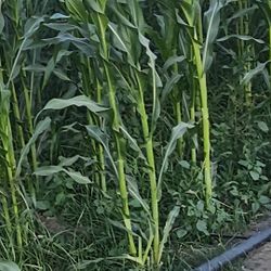 HOJAS   De  Milpa.     3$   Docena 