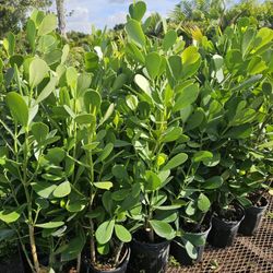 huge clusias About 3 feet tall Instant primacy Hedge only 11