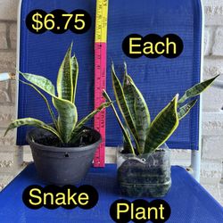 Snake Plant For Sale 