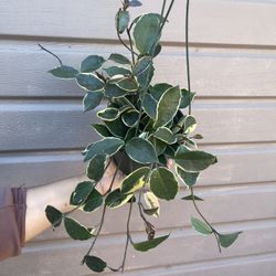 6” Hoya Queen Tricolor
