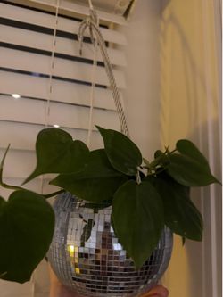 Pothos Plant in a Disco Pot with rope Hanger!