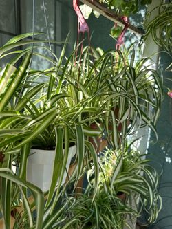 Spider plant (6in) (hablamos español)