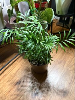 Neanthe Bella Palm