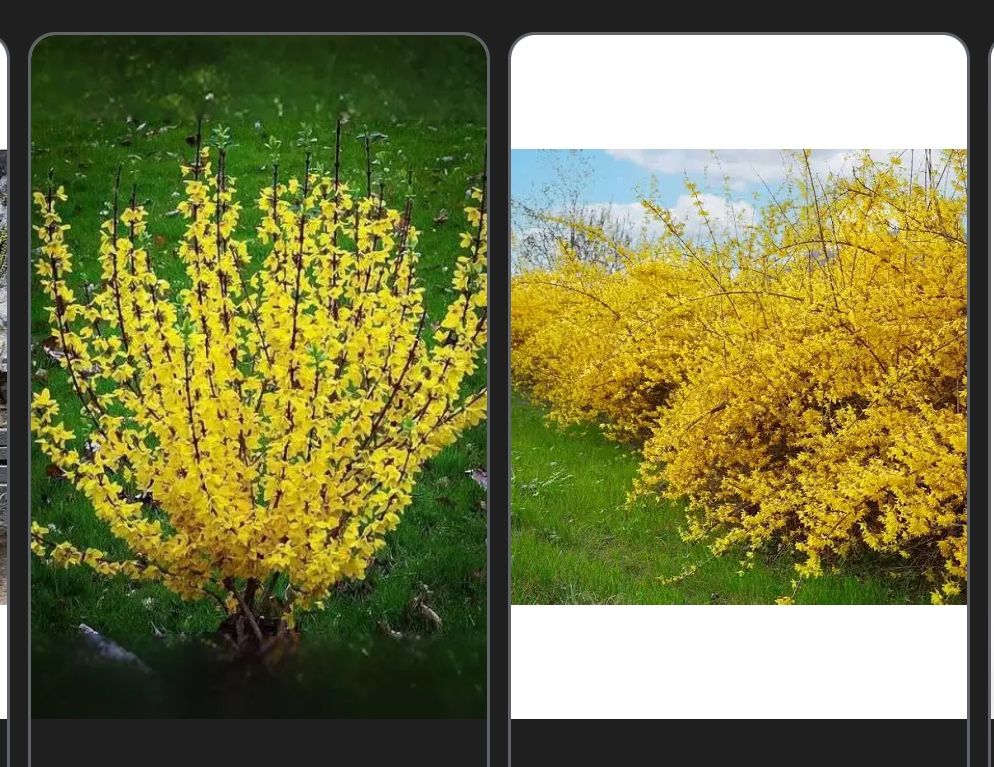 Forsythia Plants -yellow Flowering Plant