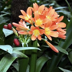 Clivia lily In 15G