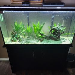 60 Gallon Fish Tank