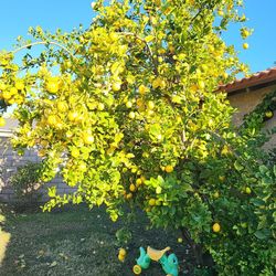 Lemons