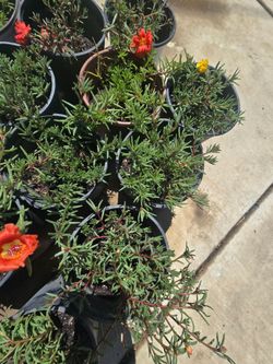 Portulaca Plants Amor De Un Rato Plantas