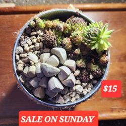 SALE THIS WEEK IN  SAN LORENZO  SKYLINE SUCCULENTS 