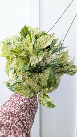 Pothos Marble Queen Plant 6" Pot - Indoor House Plants