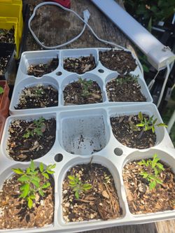 Cherry tomato plants